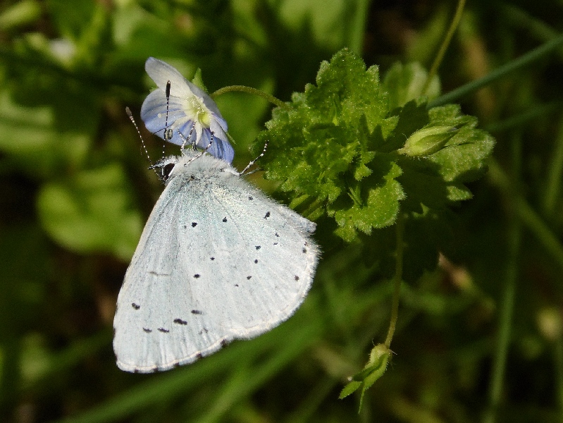 Celastrina a. day